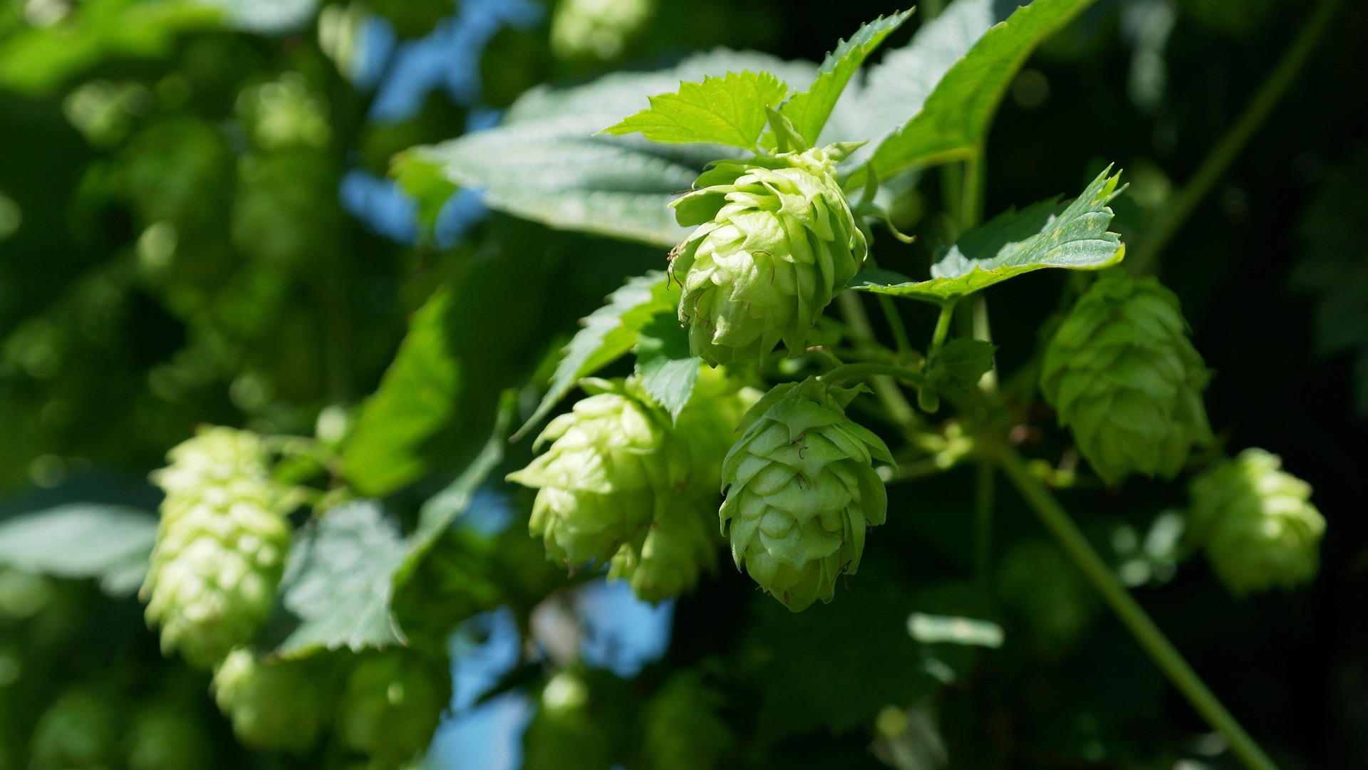 Premium Hops Agriculture Supply